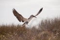 096 Blue-footed booby 14